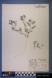 Astragalus nuttallianus image